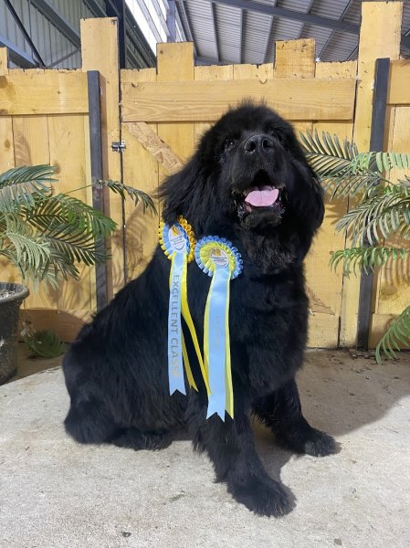 Élevage de terre neuve et pension canine Du domaine des ours noirs - photo 2