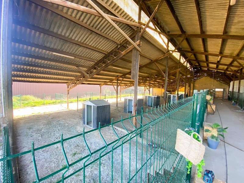 Élevage de terre neuve et pension canine Du domaine des ours noirs - photo 3