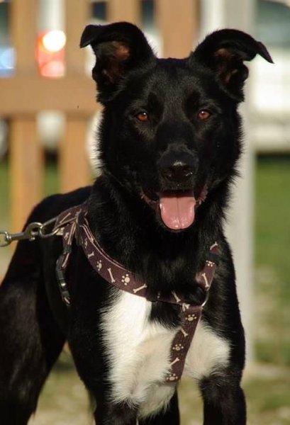 Positive Happy'tude - Education Canine - photo 1