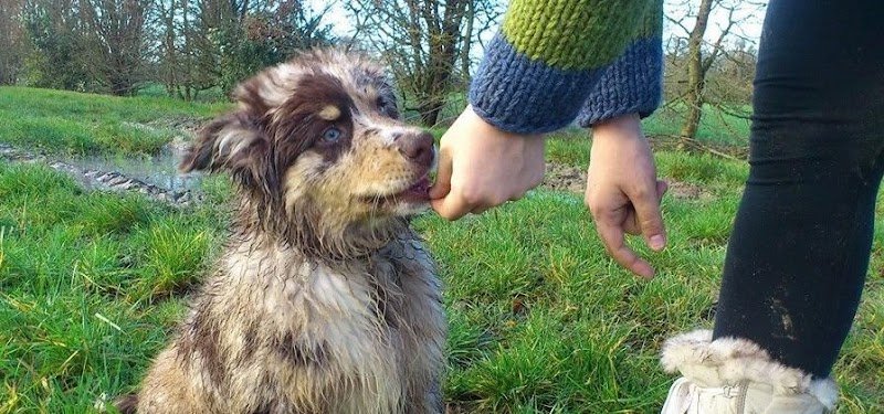 Positive Happy'tude - Education Canine - photo 2