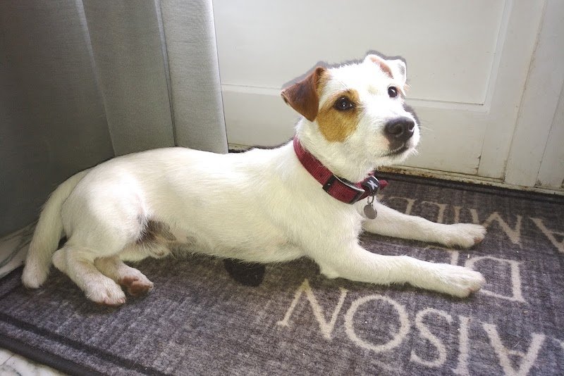 centre canin de la bruyère de jade - photo 1