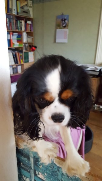 centre canin de la bruyère de jade - photo 2