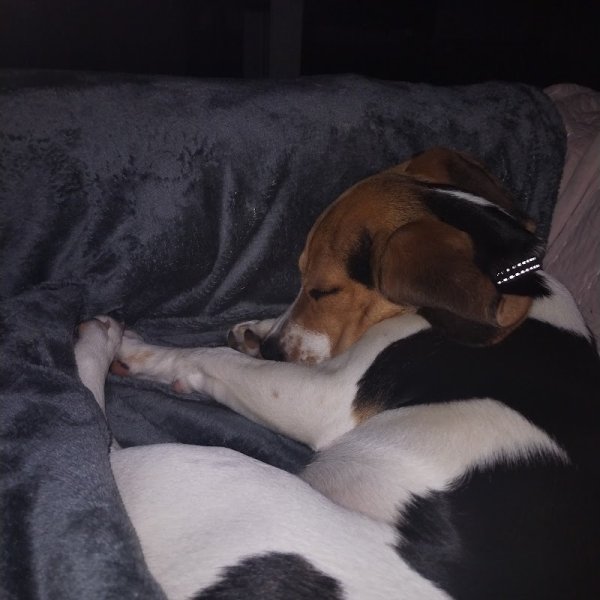 centre canin de la bruyère de jade - photo 3