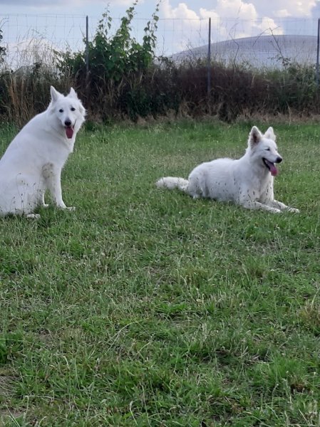 Club d éducation Canine Riorgeois "pat'agyl"