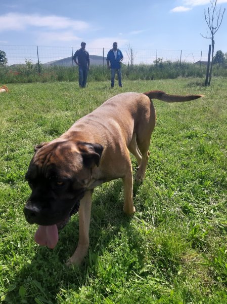 Club d éducation Canine Riorgeois "pat'agyl" - photo 2