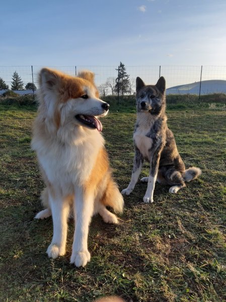 Club d éducation Canine Riorgeois "pat'agyl" - photo 3