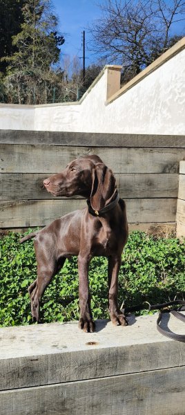 CENTRE CANIN DU VALLON DE BEAUDINI - photo 1