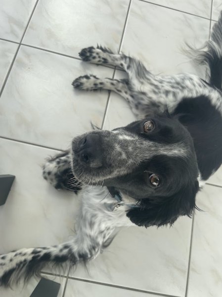 CENTRE CANIN DU VALLON DE BEAUDINI - photo 2