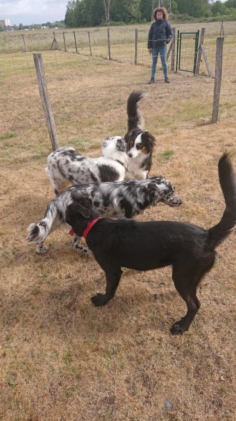 Club d'éducation canine du véron - photo 3