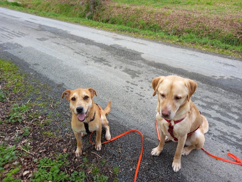 L'école Canine - photo 1