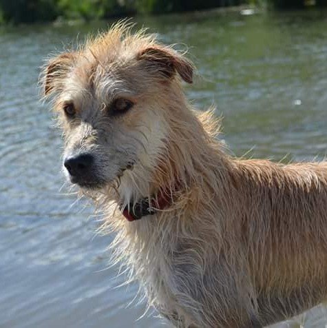 L'école Canine - photo 2