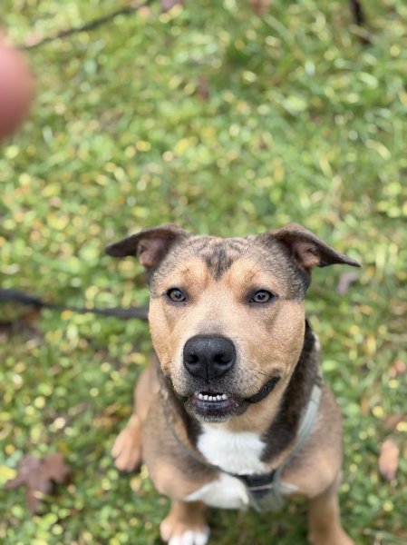 Édu'Ka Dog 33 - photo 1