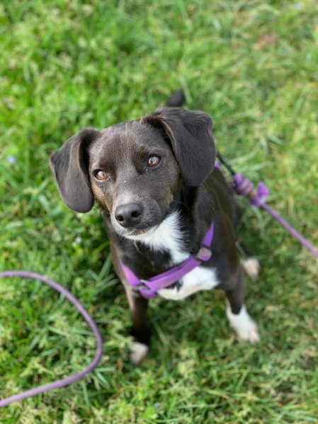 Édu'Ka Dog 33 - photo 2