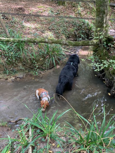 Édu'Ka Dog 33 - photo 3