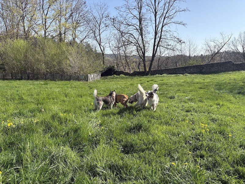 Canikool Educateur Comportementaliste canin - photo 1