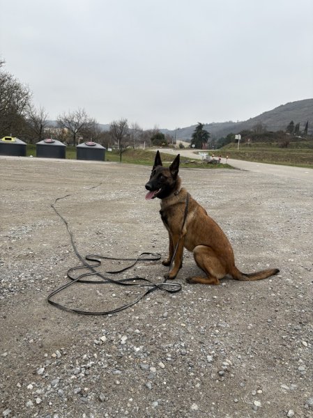 Canikool Educateur Comportementaliste canin - photo 2