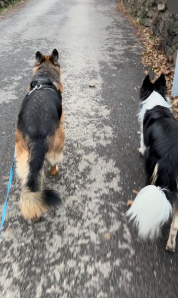 Canikool Educateur Comportementaliste canin - photo 3