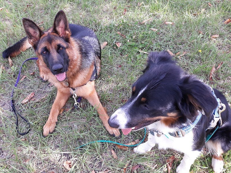 Centre Canin 4mydog - Educateur canin Comportementaliste en Drome Ardèche - photo 2