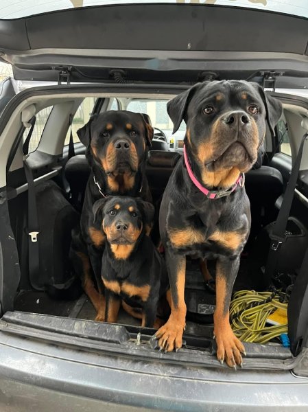 ACCRO'DOG éduc et pension - photo 2