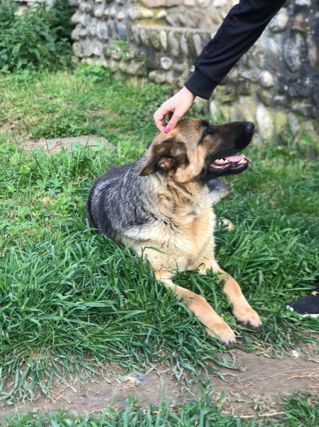 Lefebvre Mickael Education, Rééducation canine par votre propre Souveraineté(e). - photo 3