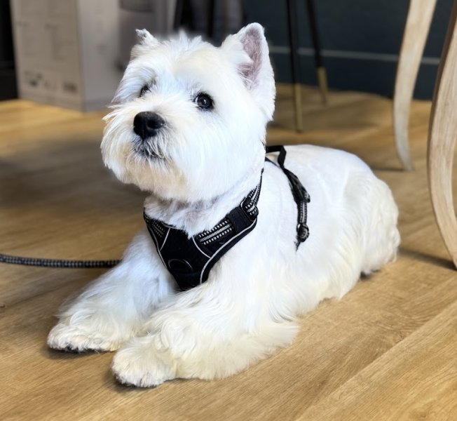 Esteban Barber Dog's - photo 1