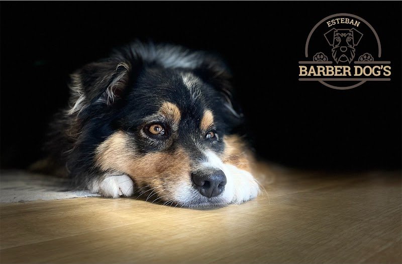 Esteban Barber Dog's - photo 2