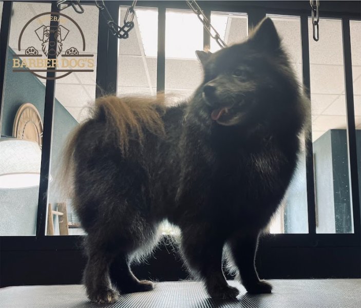 Esteban Barber Dog's - photo 3