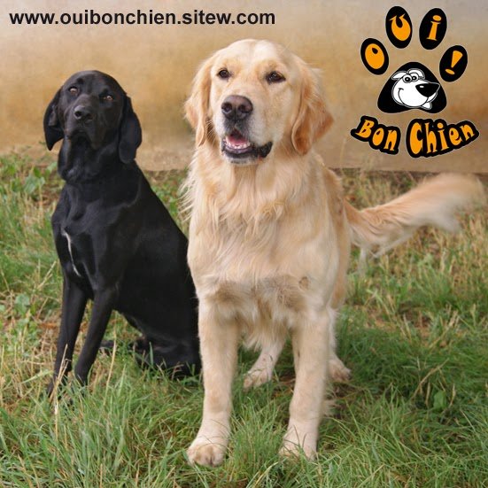 Oui... Bon Chien ! - photo 1