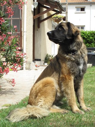 Oui... Bon Chien ! - photo 2