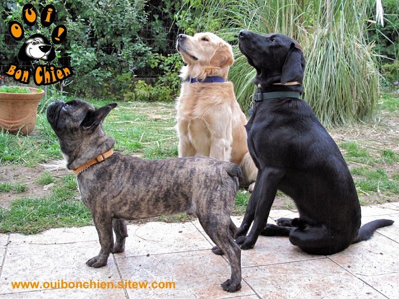 Oui... Bon Chien ! - photo 3