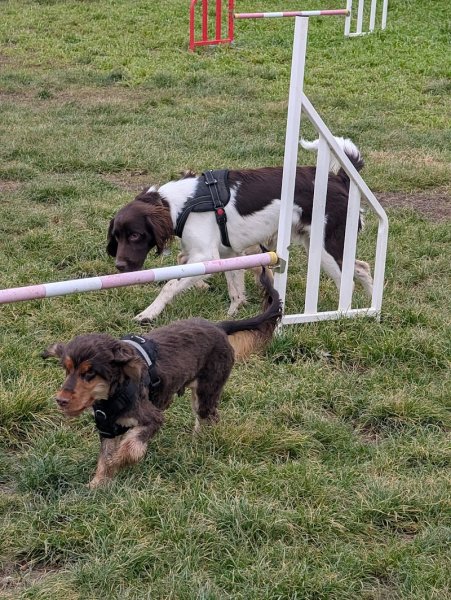 Club canin d'Etoile "education et agility"