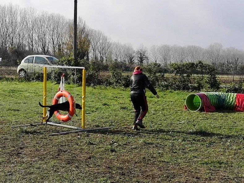 Club canin d'Etoile "education et agility" - photo 3