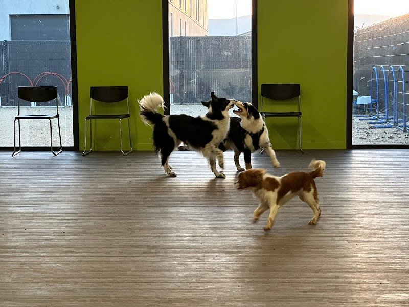 Coffee Dog - photo 1