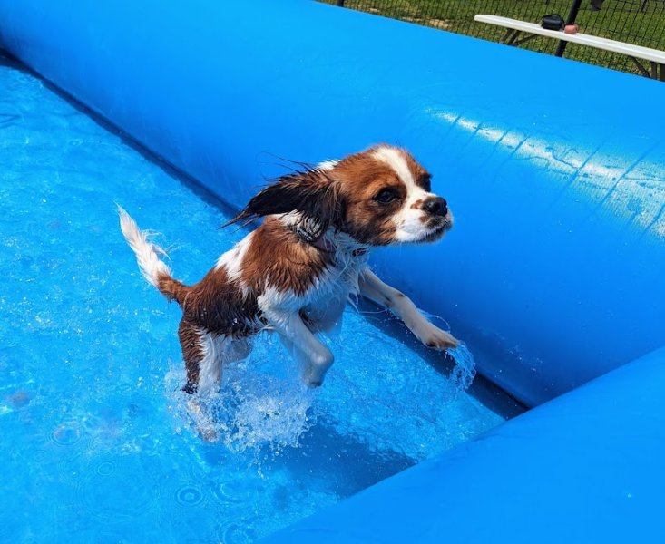 Coffee Dog - photo 3