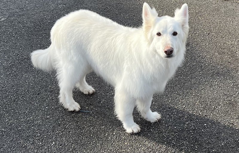 Aux 101 Dalmachiens - photo 1