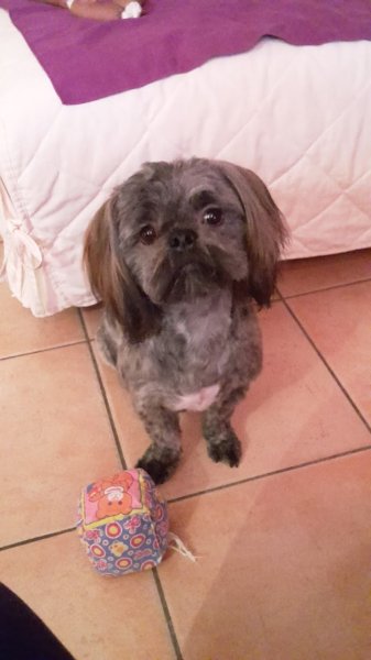 Aux 101 Dalmachiens - photo 2