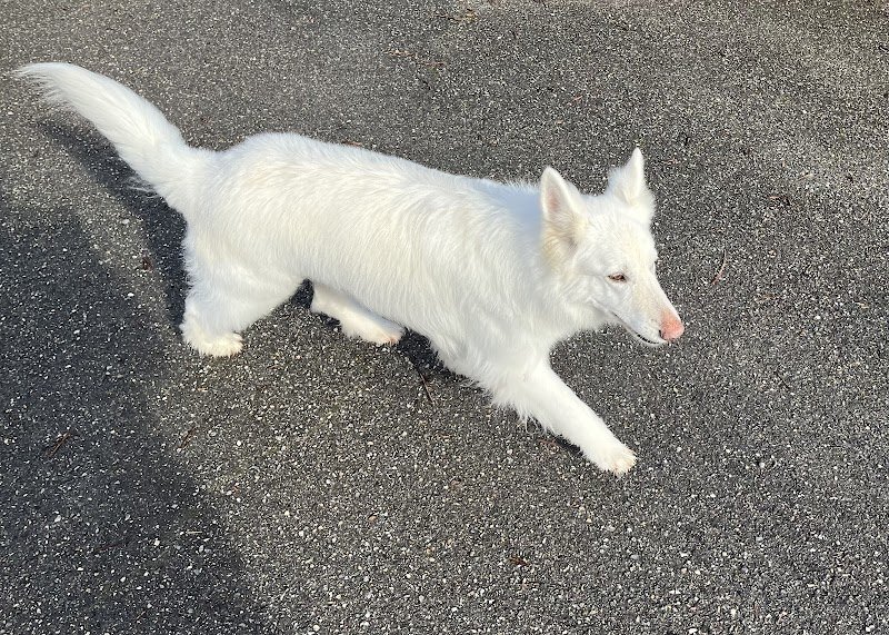 Aux 101 Dalmachiens - photo 3