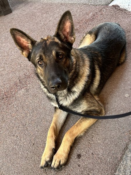 Namasdog - Une éducation bienveillante - Drôme - photo 3