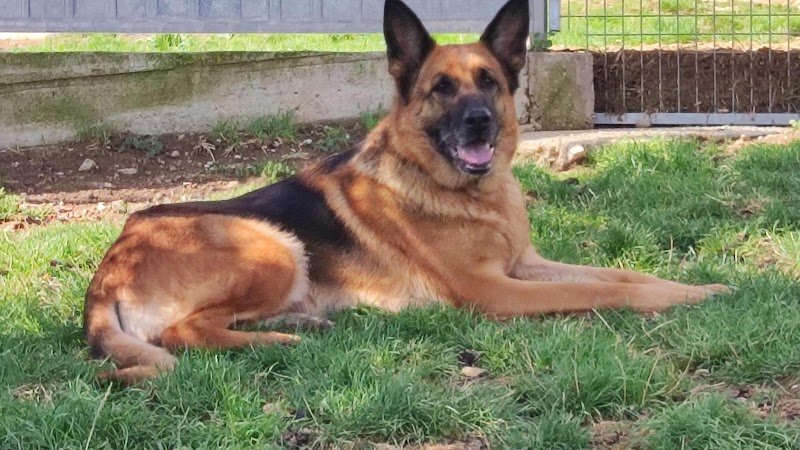 Brucicanin - photo 1