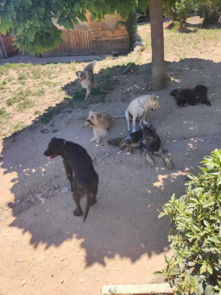 Brucicanin - photo 2