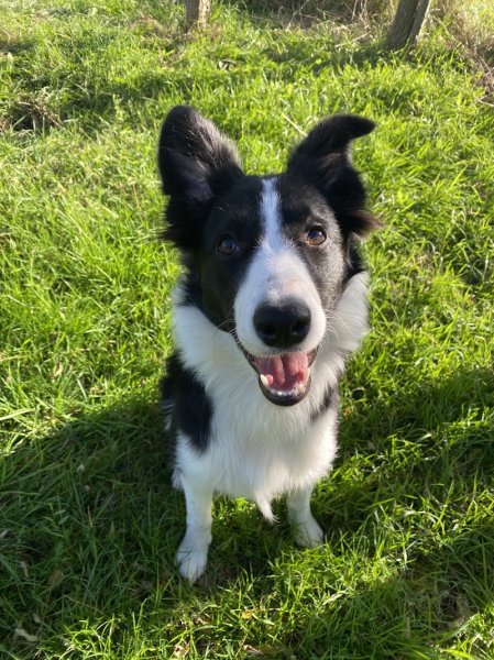 Moondog -Éducatrice canine - photo 1