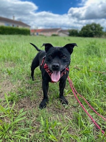 Moondog -Éducatrice canine - photo 2