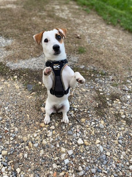 Moondog -Éducatrice canine - photo 3