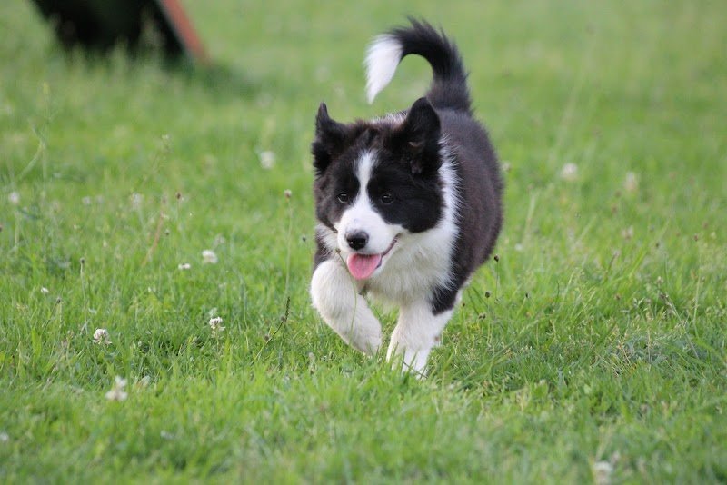 Campus Canin - photo 2