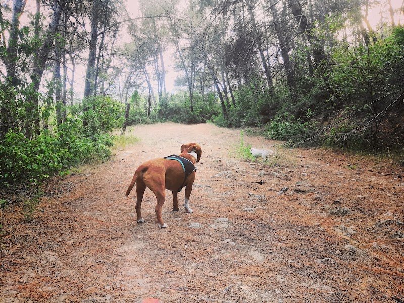 Le Chien Qui Cause - photo 3