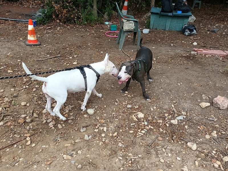 Dog's paradise - photo 2