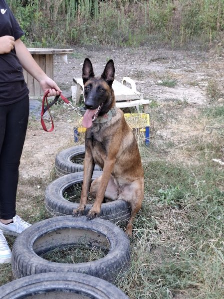 Dog's paradise - photo 3