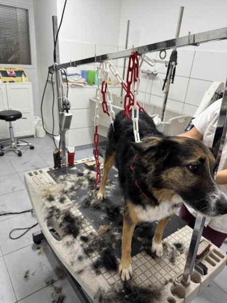 Domi Dog S - photo 1