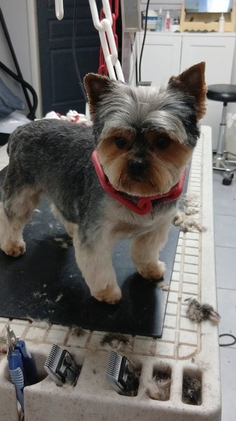 Domi Dog S - photo 2