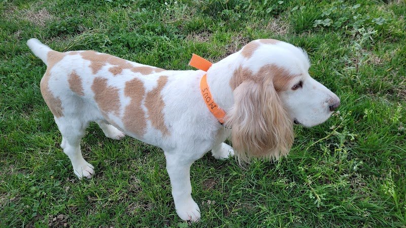 Domi Dog S - photo 3